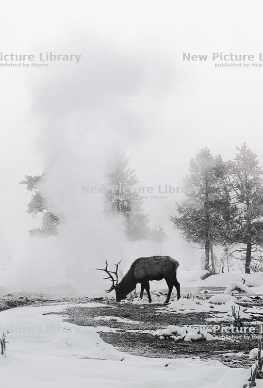 Somewhere in the snow...