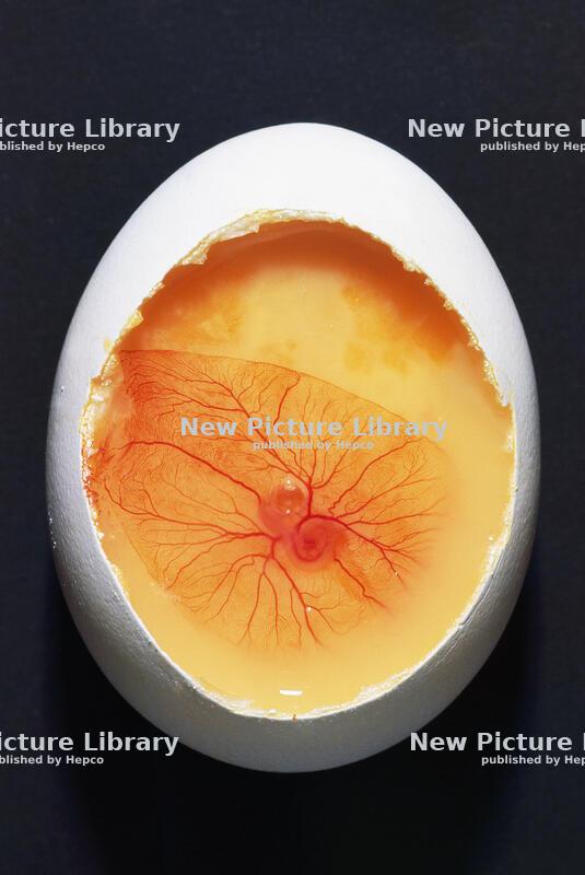 Eggs&Rabbits - not only for Easter