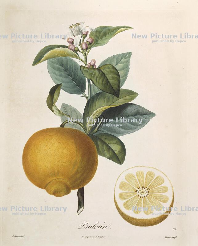 Citrus fruits