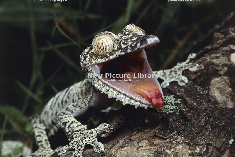 Creatures of Fortune: Animals That Symbolize Luck