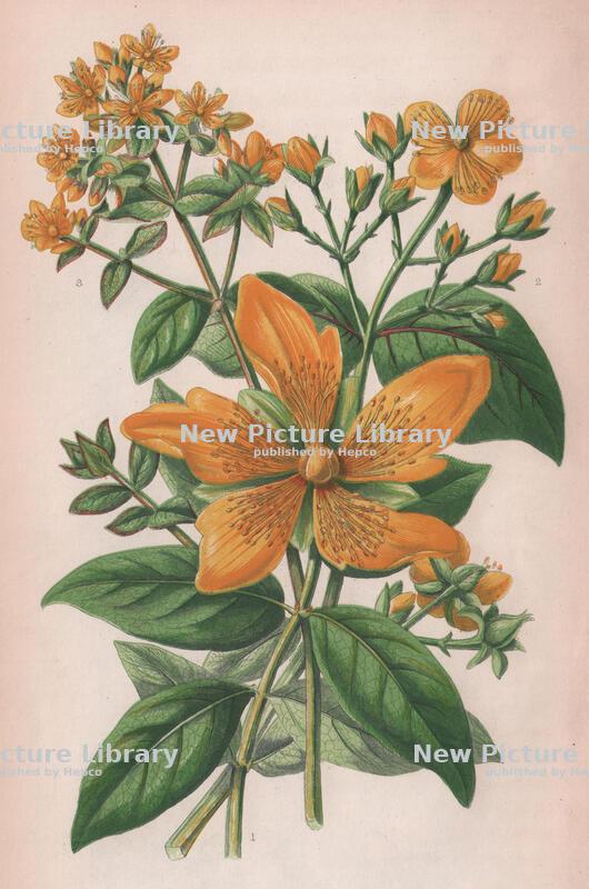 Hypericum or St. John's wort
