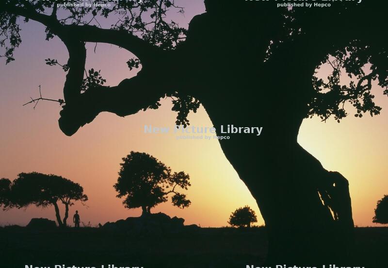 The Tree of Souls: When Earth Feels Like Pandora